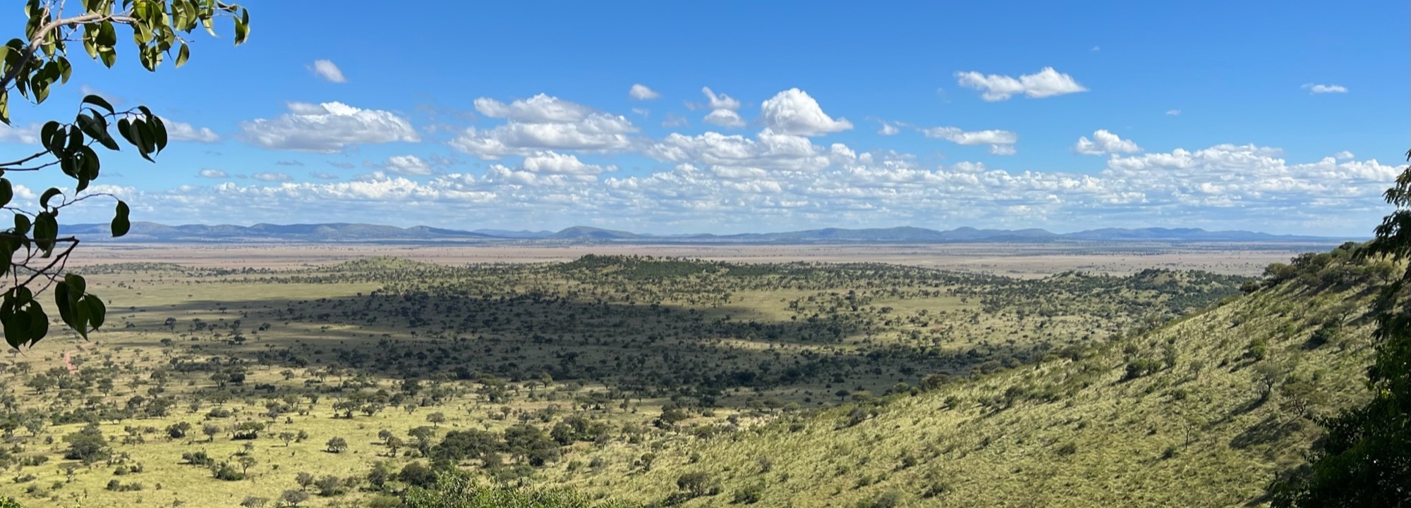 Savanna landscape under a wide sky